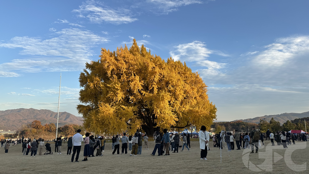 원주 반계리 은행나무(가을)