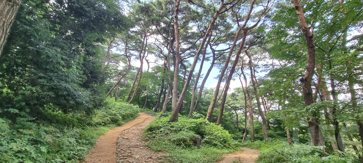 고찹읍성 맹종죽림