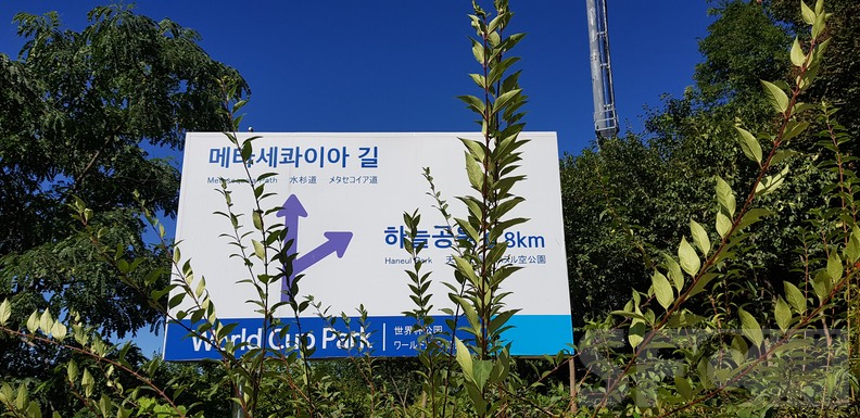 하늘공원(메타세콰이어길)