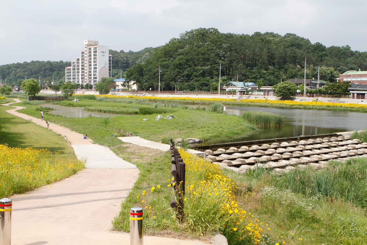공주 유구천생태공원(유구핑크뮬리정원)