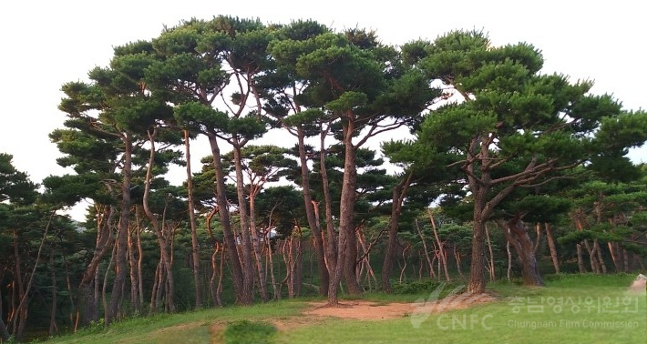 서산 해미읍성 성내 소나무 숲
